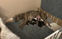Mixed Breed dogs for sale: American bulldog x bullmastiff puppies - Image 1