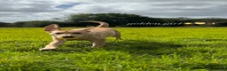 Labrador Retriever dogs for sale: TEMPORARY FOSTER HOME NEEDED FOR 1 YEAR OLD LAB - Advert 6