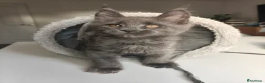 Maine Coon Kitten 6