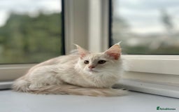 Maine Coon cats for sale: Stunning Pedigree Maine Coon Kitten – Active - Image 4