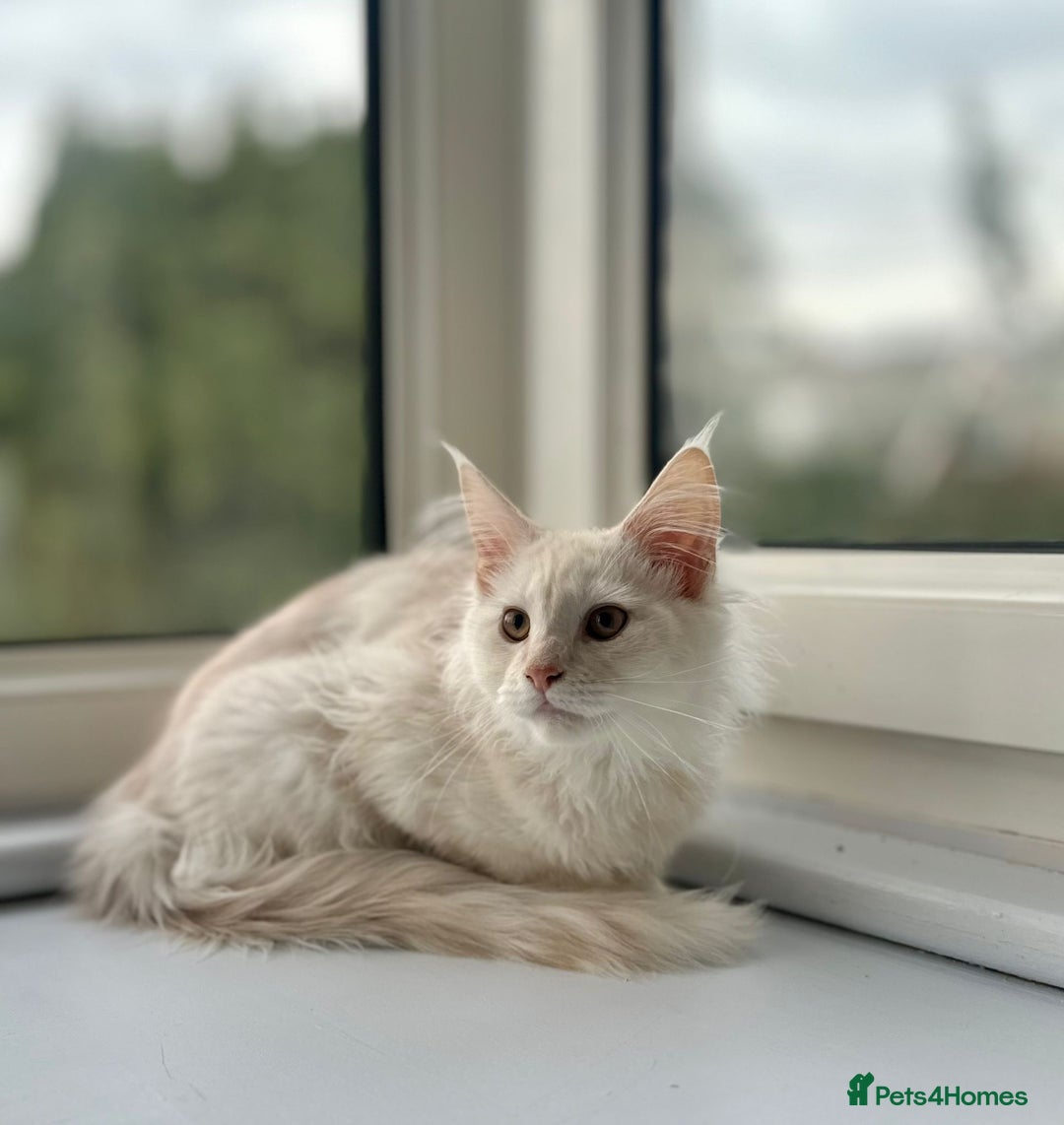 Maine Coon cats for sale: Stunning Pedigree Maine Coon Kitten – Active - Image 4