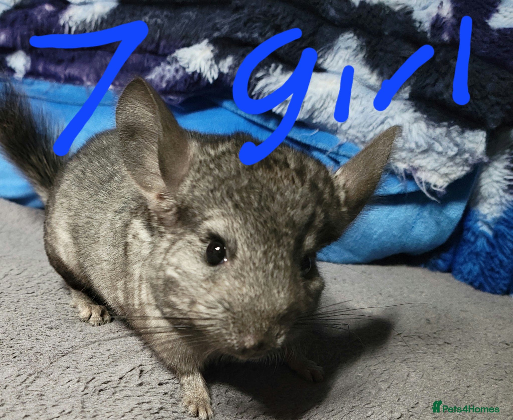 Chinchilla rodents Baby female chinchillas for sale  - Advert 6