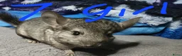 Chinchilla rodents for sale: Baby female chinchillas for sale  - Advert 1