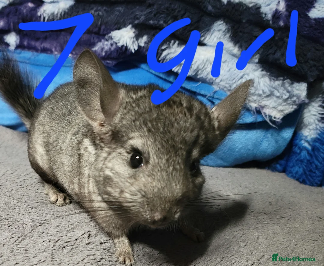 Chinchilla rodents for sale: Baby female chinchillas for sale  - Advert 1