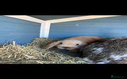 Mini Lop rabbits for sale: Mini Lop Rabbits  - Image 5