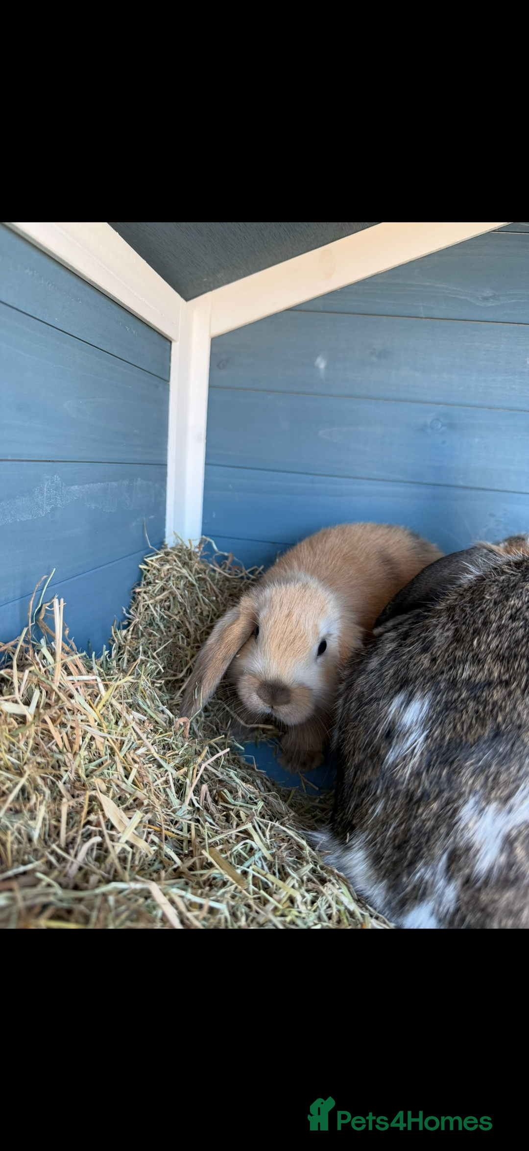 Mini Lop rabbits for sale: Mini Lop Rabbits  - Image 5