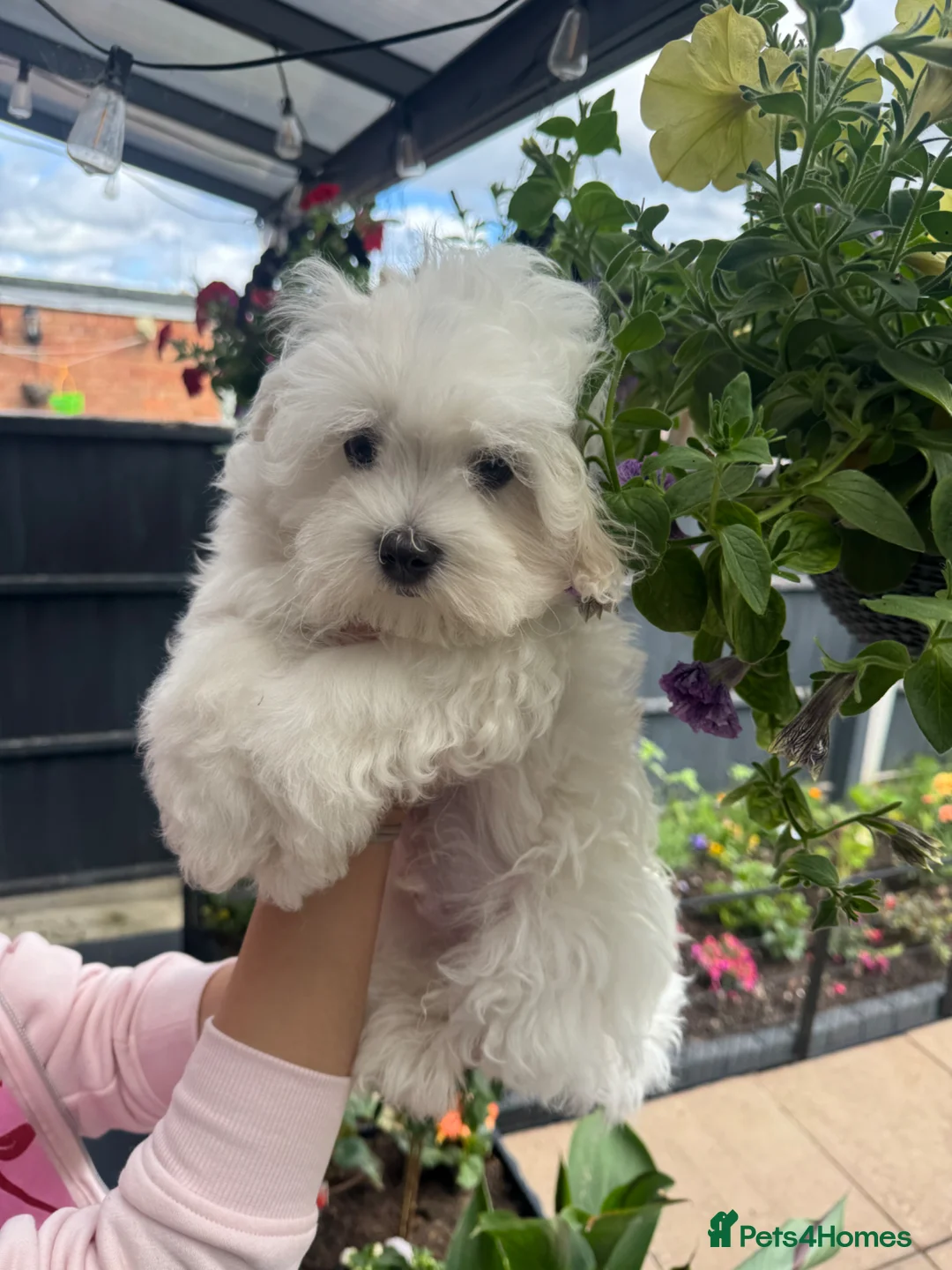 Maltese dogs for sale: 😍Tiny pedigree Maltese puppies🥰  - Advert 2