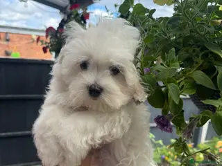 Maltese dogs 😍Tiny pedigree Maltese puppies🥰 - Advert 2