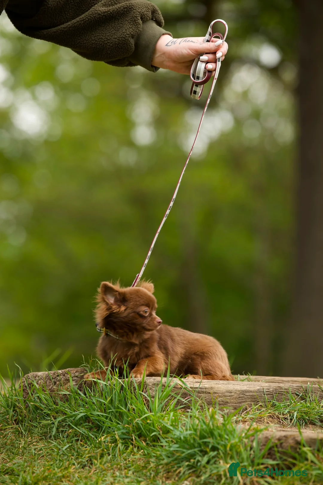 Chihuahua dogs for sale: Longhair solid chocolate boy  - Advert 2