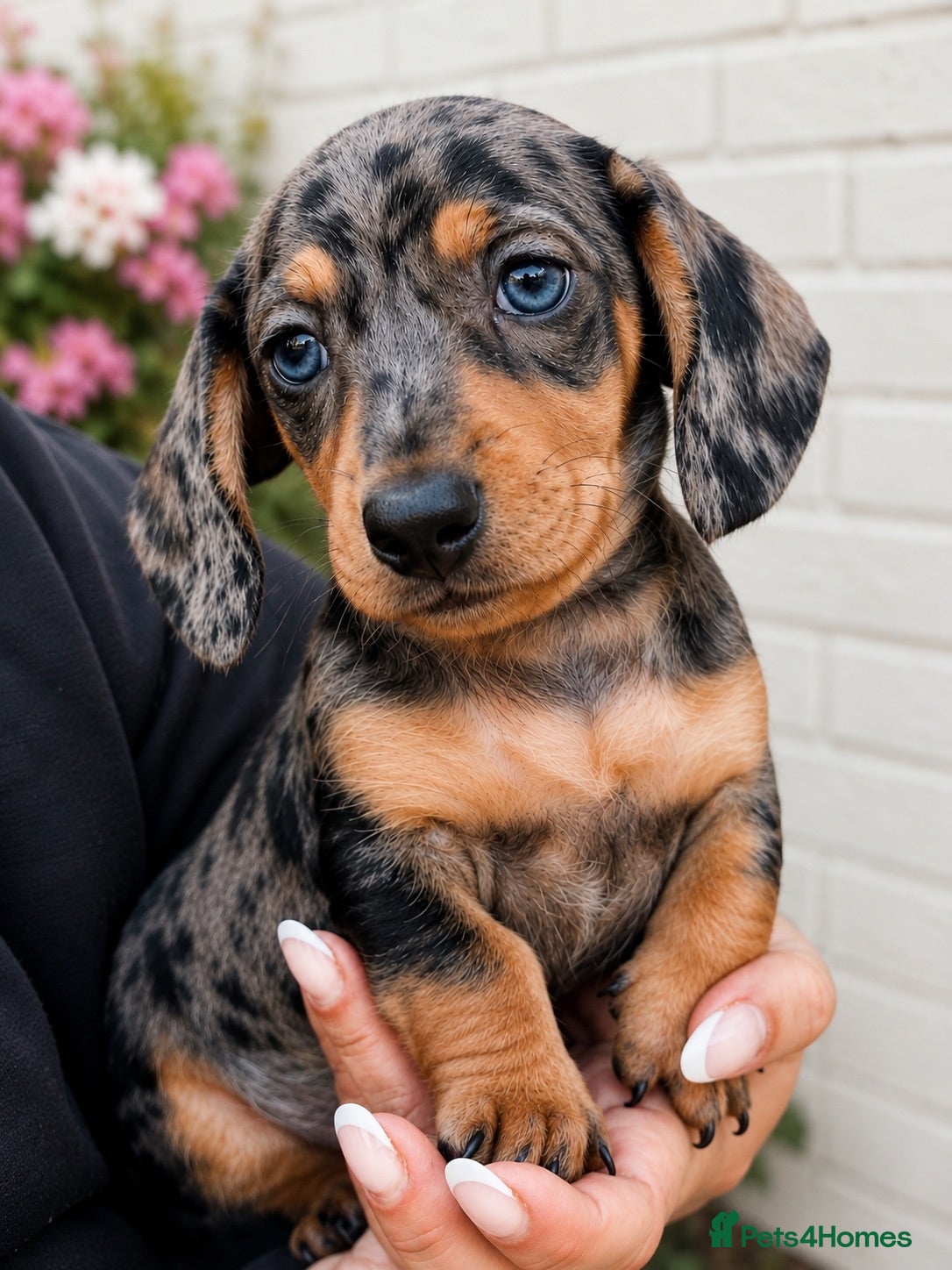 Miniature Dachshund dogs READY NOW Blue Eyed Dapple Mini Dachshund Girl 💖 - Advert 2