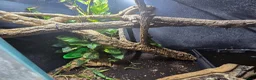 Lizard reptiles for sale: Chinese water dragon  in Tewkesbury - Advert 2