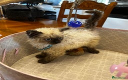 Selkirk Rex cats for sale: Selkirk rex kittens  - Image 22