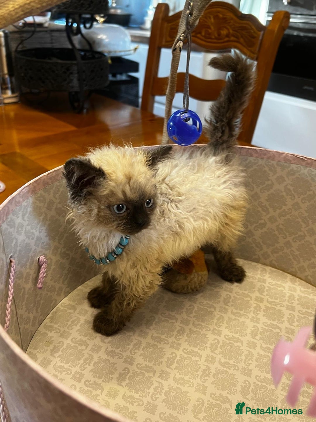 Selkirk Rex cats for sale: Selkirk rex kittens  - Image 22