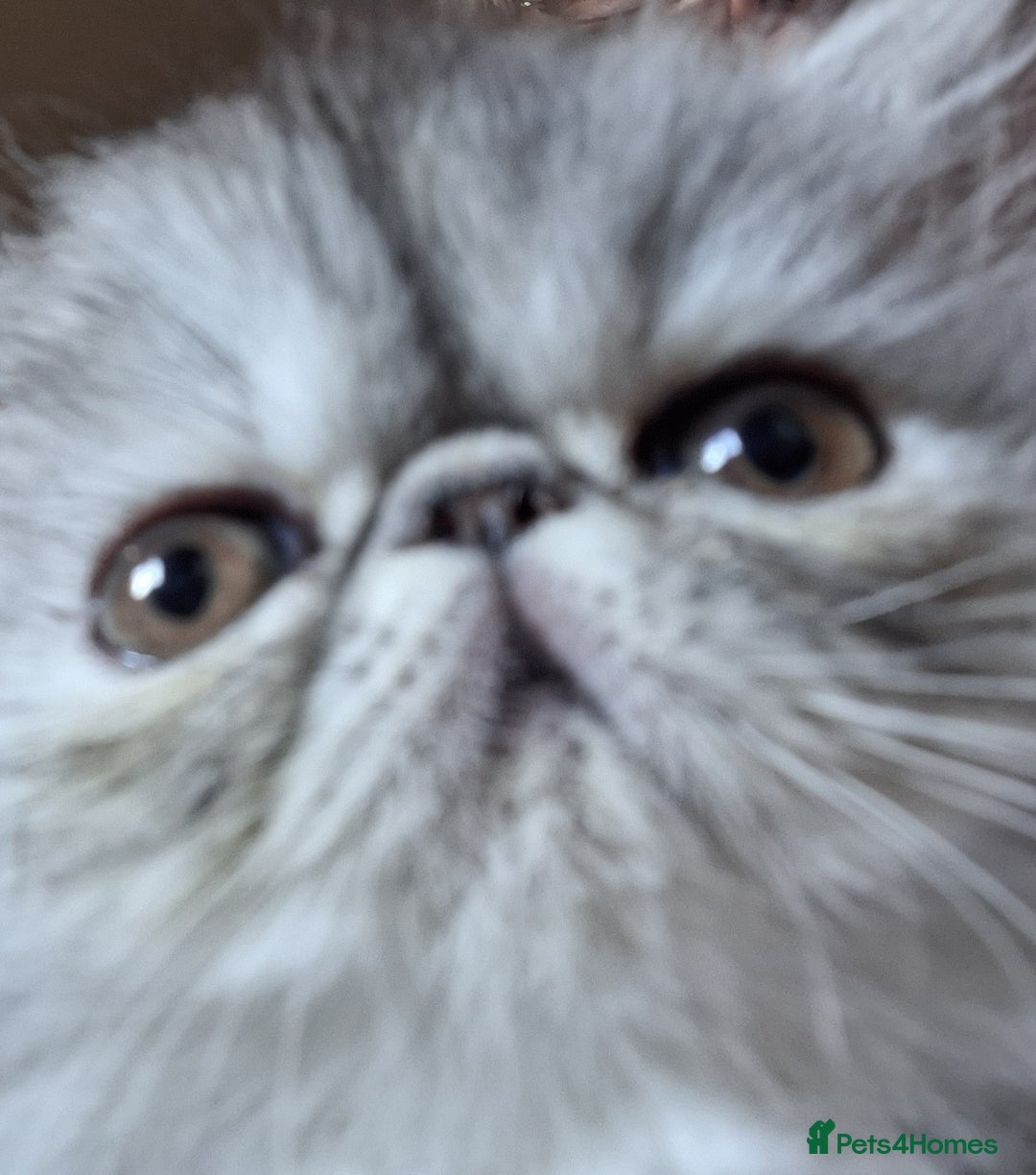 Persian cats for sale: Stunning pure bred persian kittens - Image 3