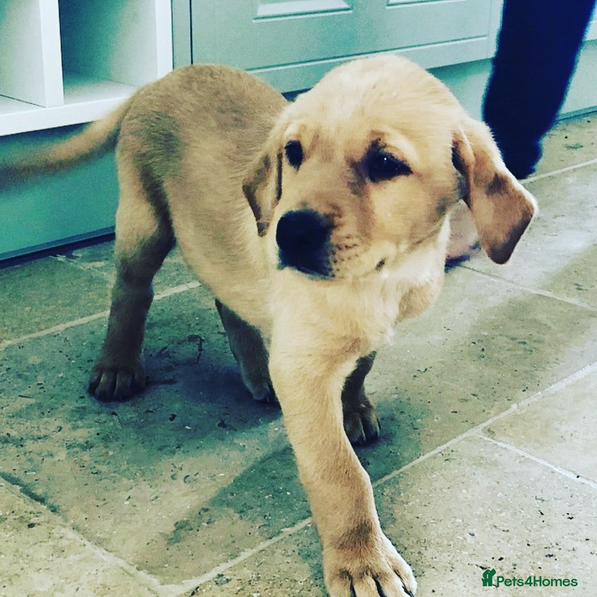 Labrador Retriever dogs Stunning red/yellow traditional labrador puppies  - Advert 1
