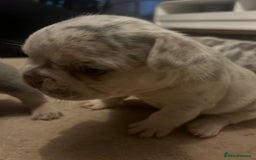 French Bulldog dogs for sale: Stunning French bulldog puppies - Advert 6