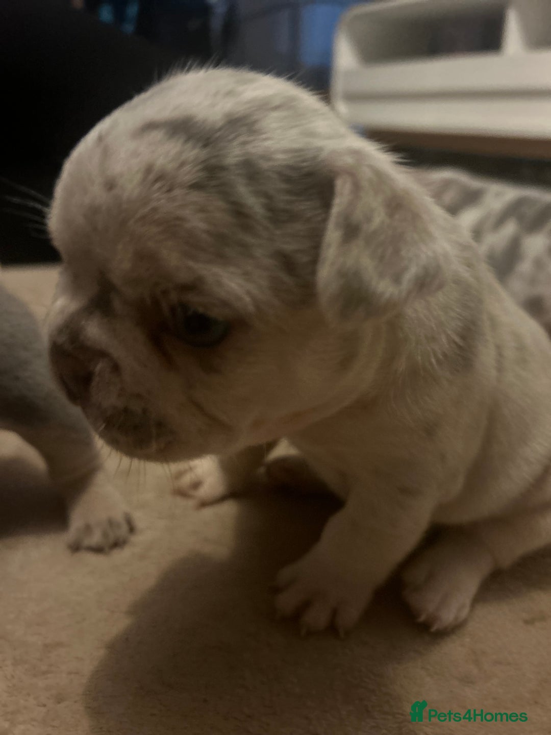 French Bulldog dogs for sale: Stunning French bulldog puppies - Advert 6