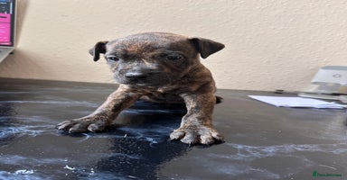 Mixed Breed dogs - Advert 11