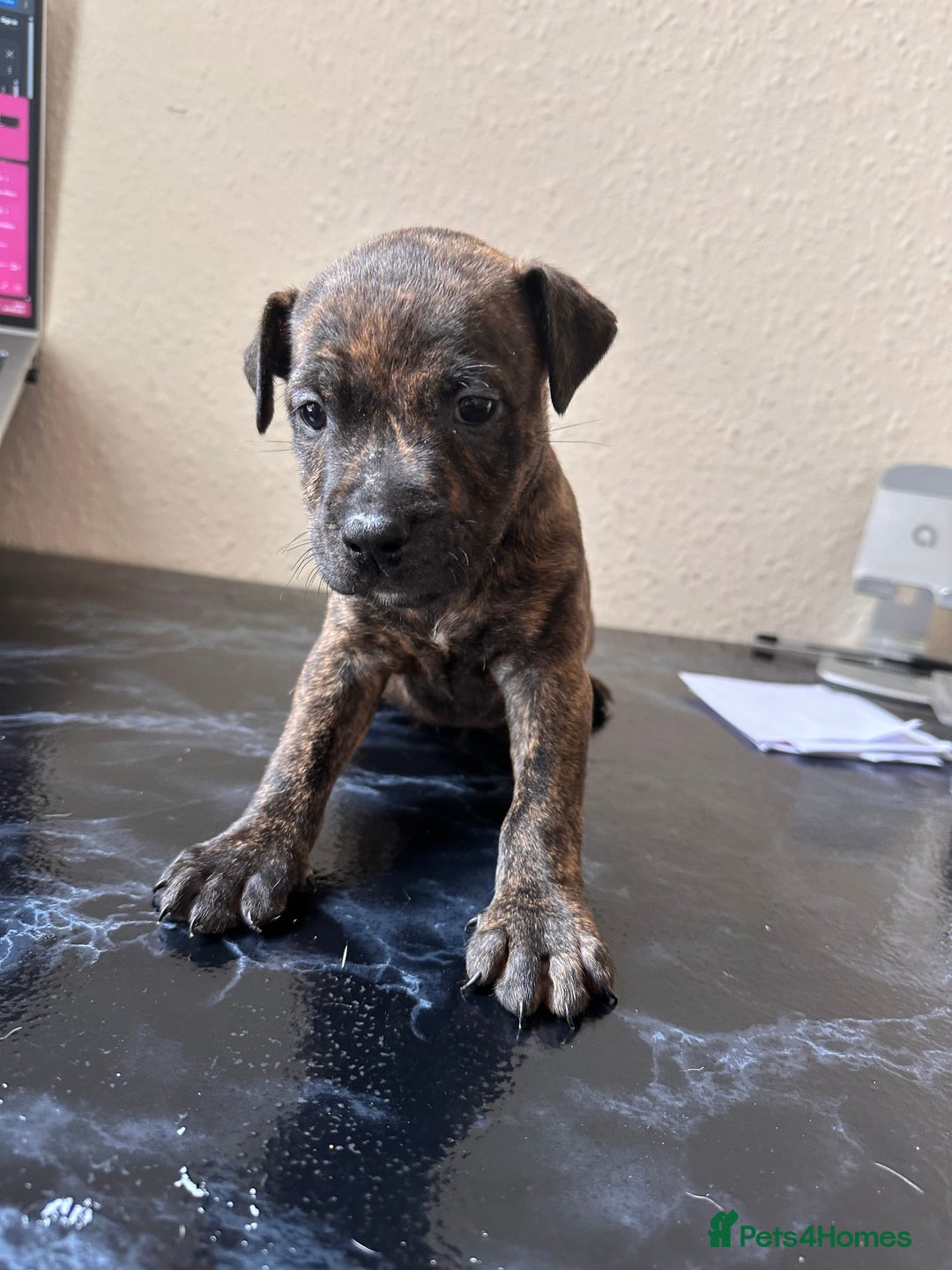 Mixed Breed dogs for sale: American bulldog X staffy 🏡 - Image 12
