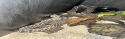 Snake reptiles for sale: Female Hognose snake (arctic het albino) - Advert 5