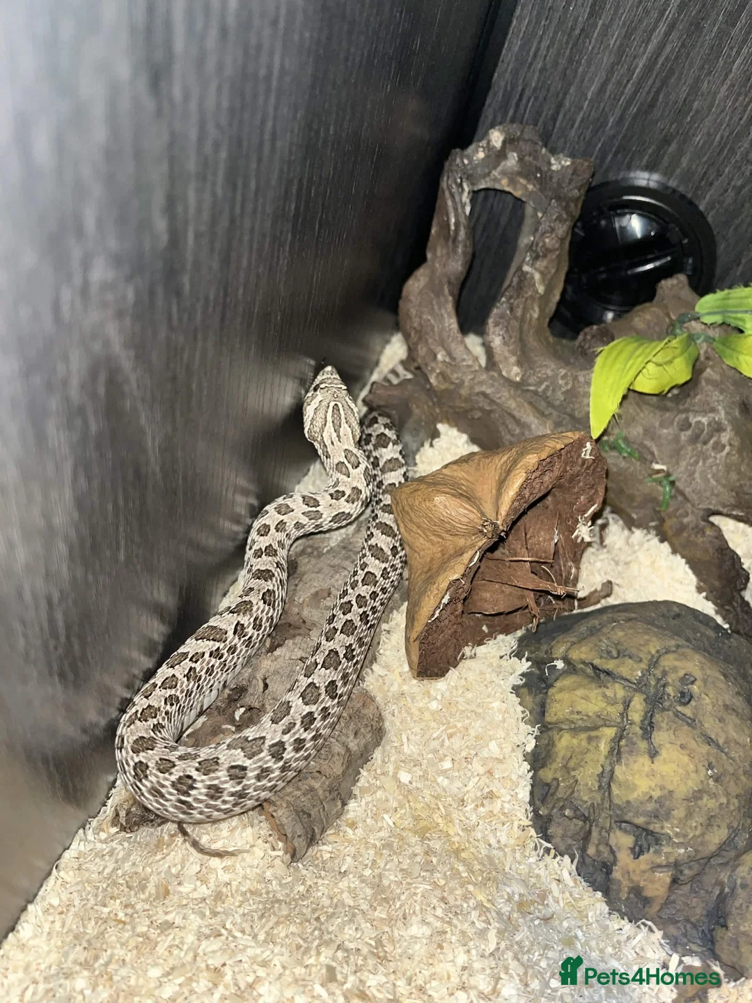 Snake reptiles for sale: Female Hognose snake (arctic het albino) - Advert 5