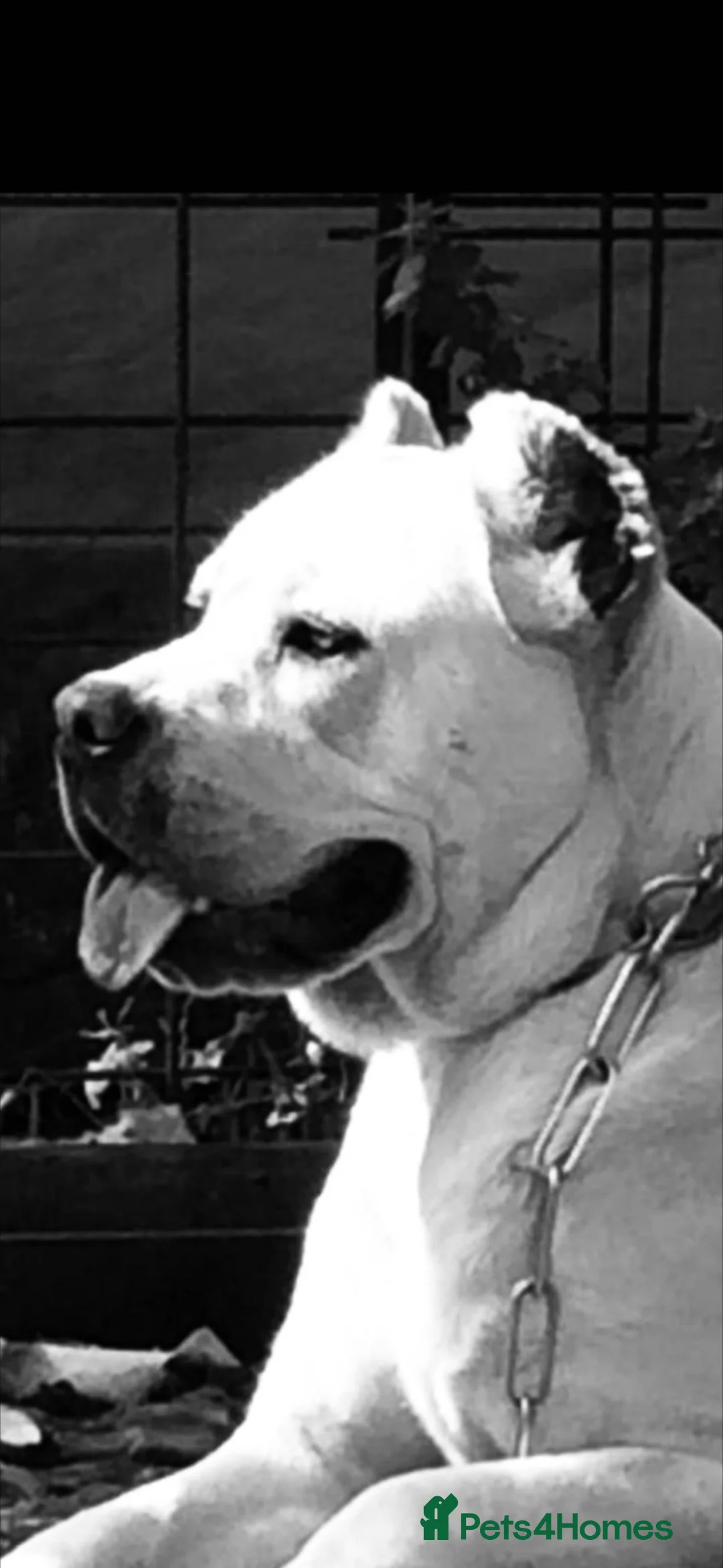 Cane Corso dogs for sale: Lo Raso Cane Corso UK Founder  in Leighton Buzzard - Advert 9