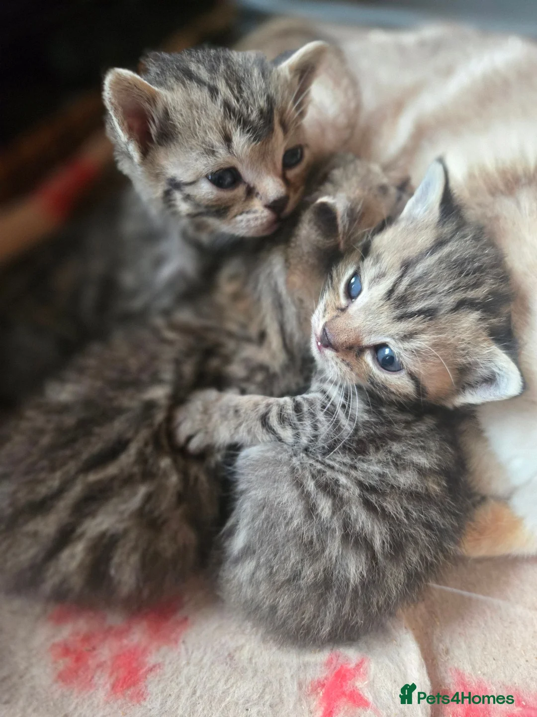 Mixed Breed cats for sale: Bengal x brittish short hair  - Advert 2