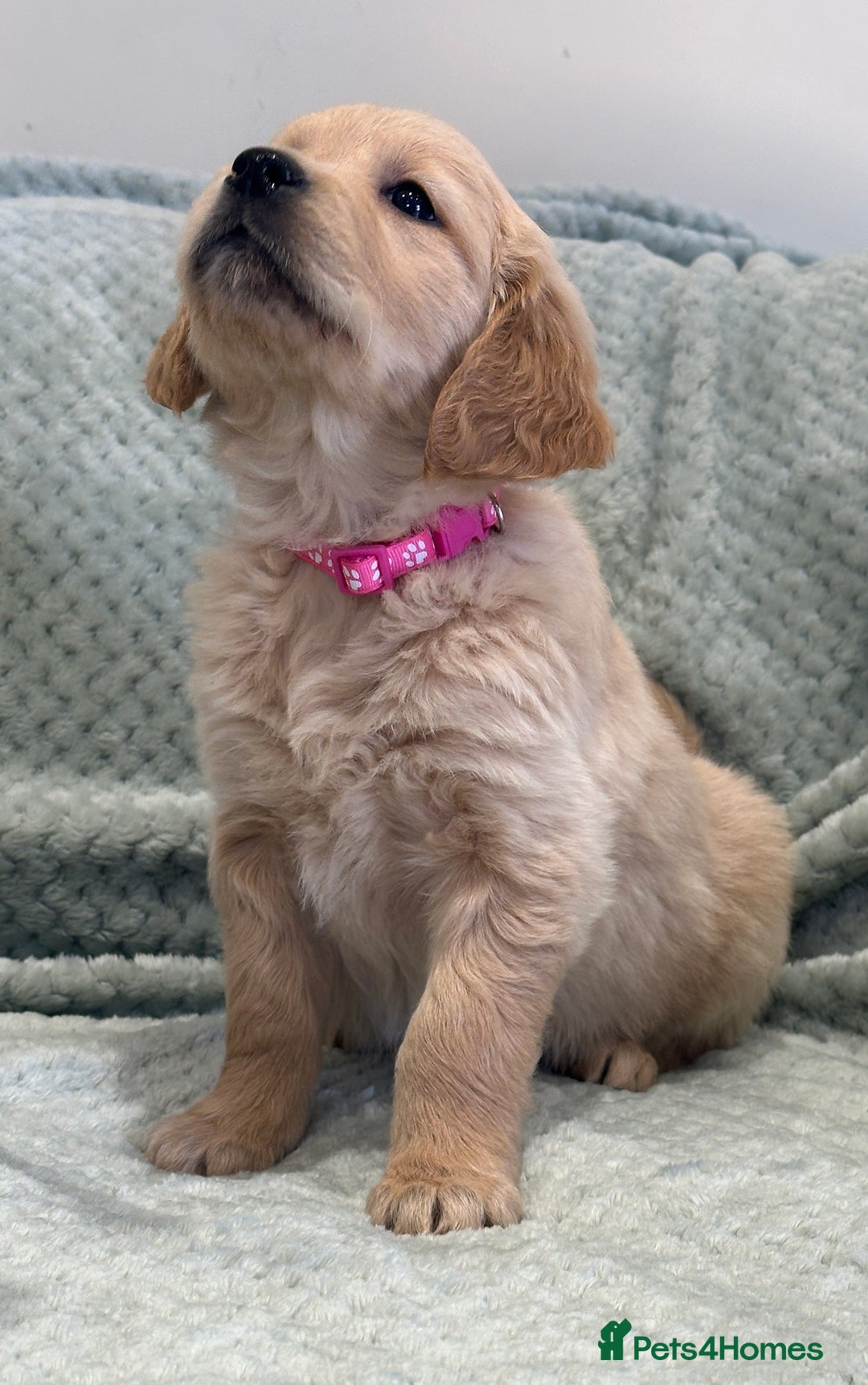 Golden Retriever dogs for sale: Quality litter of KC reg Golden Retriever Puppies  - Advert 39