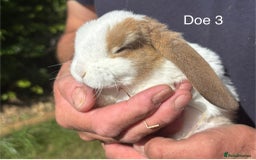 Mini Lop rabbits for sale: Gorgeous Pure Mini Plush Lops - Image 19