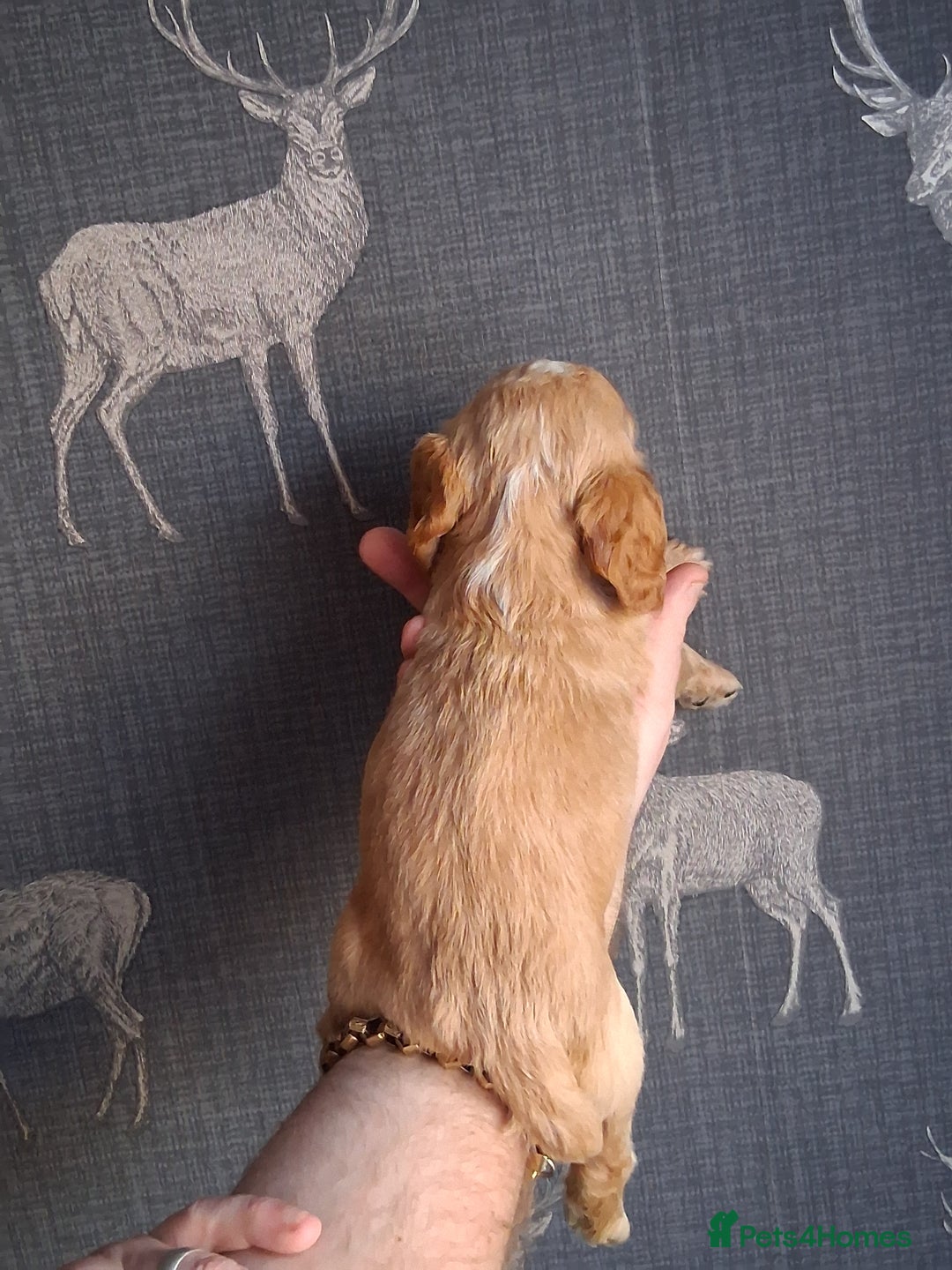 Cocker Spaniel dogs for sale: beautiful working cocker spaniels for sale - Advert 25