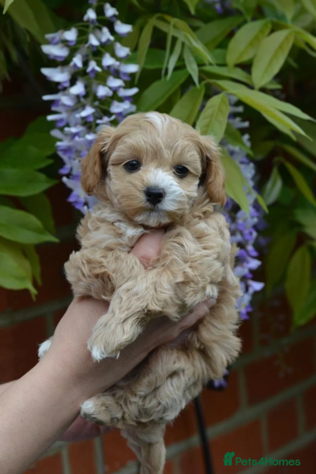Toy Poodle dogs for stud: 🌹 RED TOY POODLE 9 INCH 2.8 KG HEALTH TESTED 🌹 in Romford - Advert 38