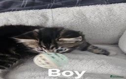 Maine Coon cats for sale: Kittens ready for a new home - Image 13