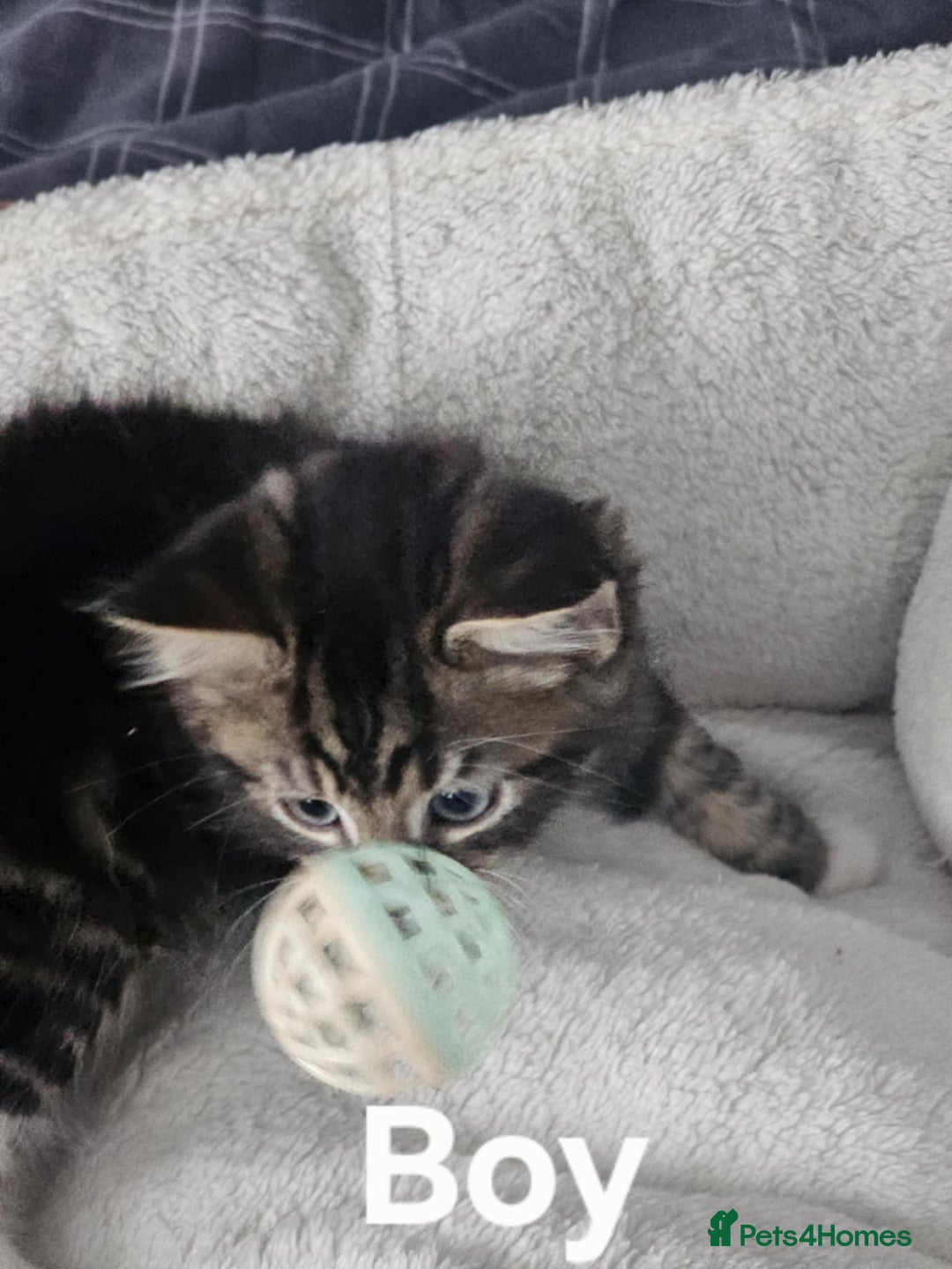Maine Coon cats for sale: Kittens ready for a new home - Image 13