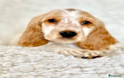 Cocker Spaniel dogs for sale: Golden Roan Full Health Tests Showline KC Reg Pups - Image 12