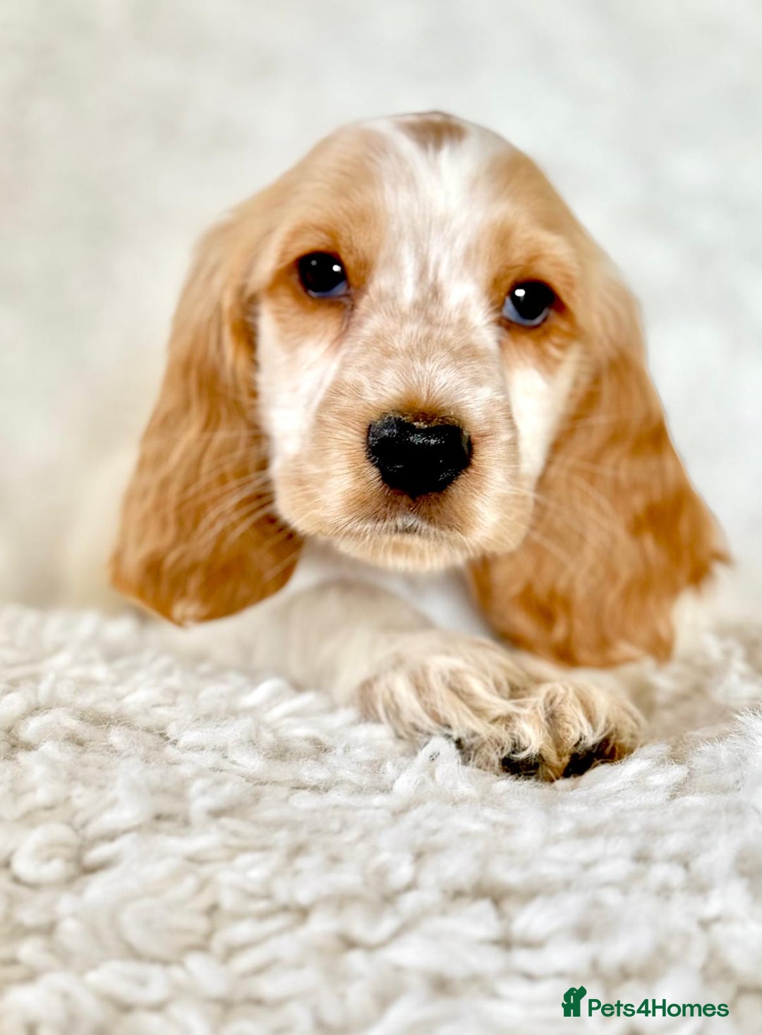 Cocker Spaniel dogs for sale: Golden Roan Full Health Tests Showline KC Reg Pups - Image 12