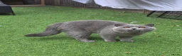 British Shorthair cats for stud: 💙 British Shorthair Blue Stud Service 💙 - Advert 3