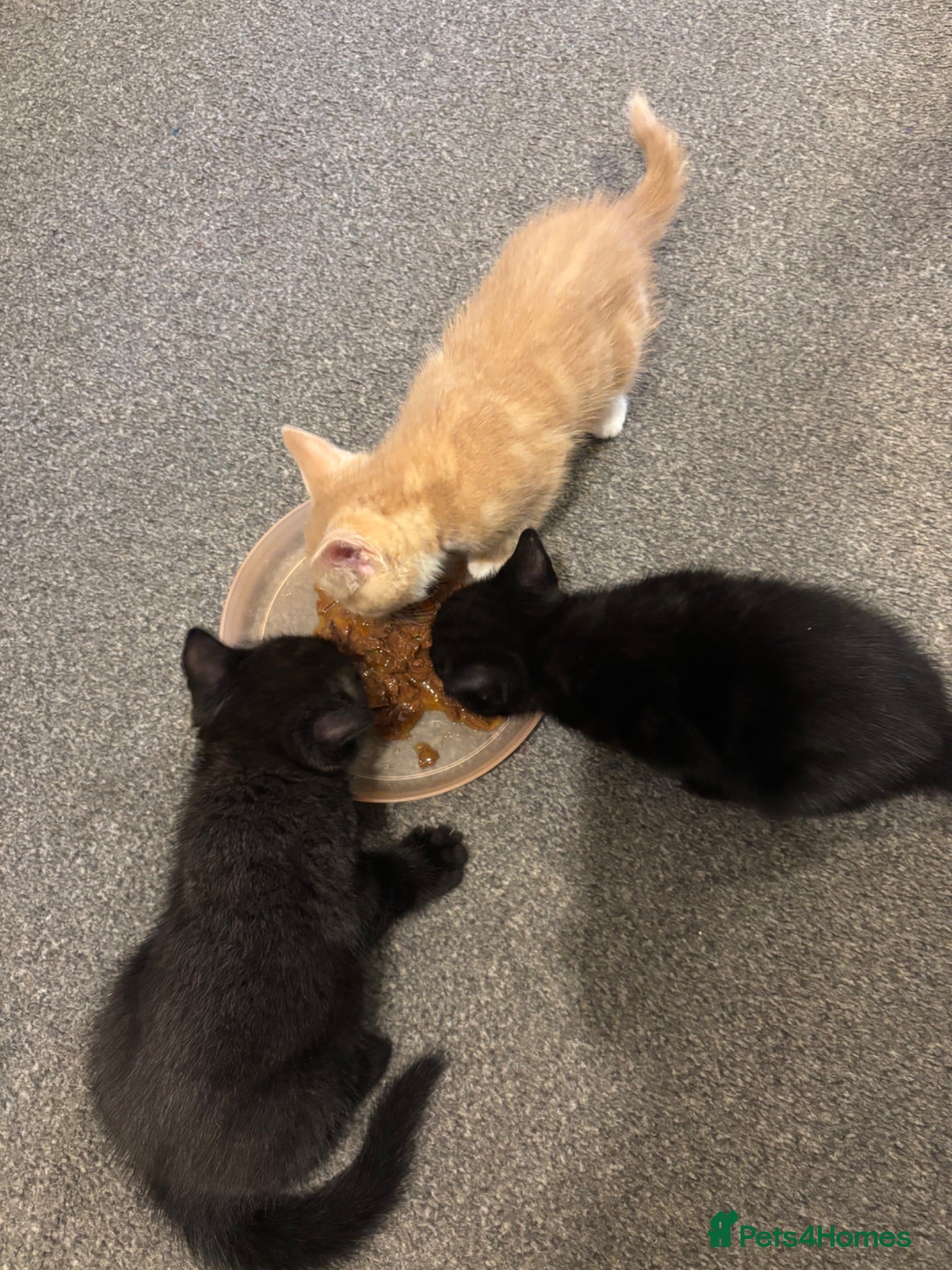 Mixed Breed cats 3 male kittens ready for their new homes!! - Advert 1