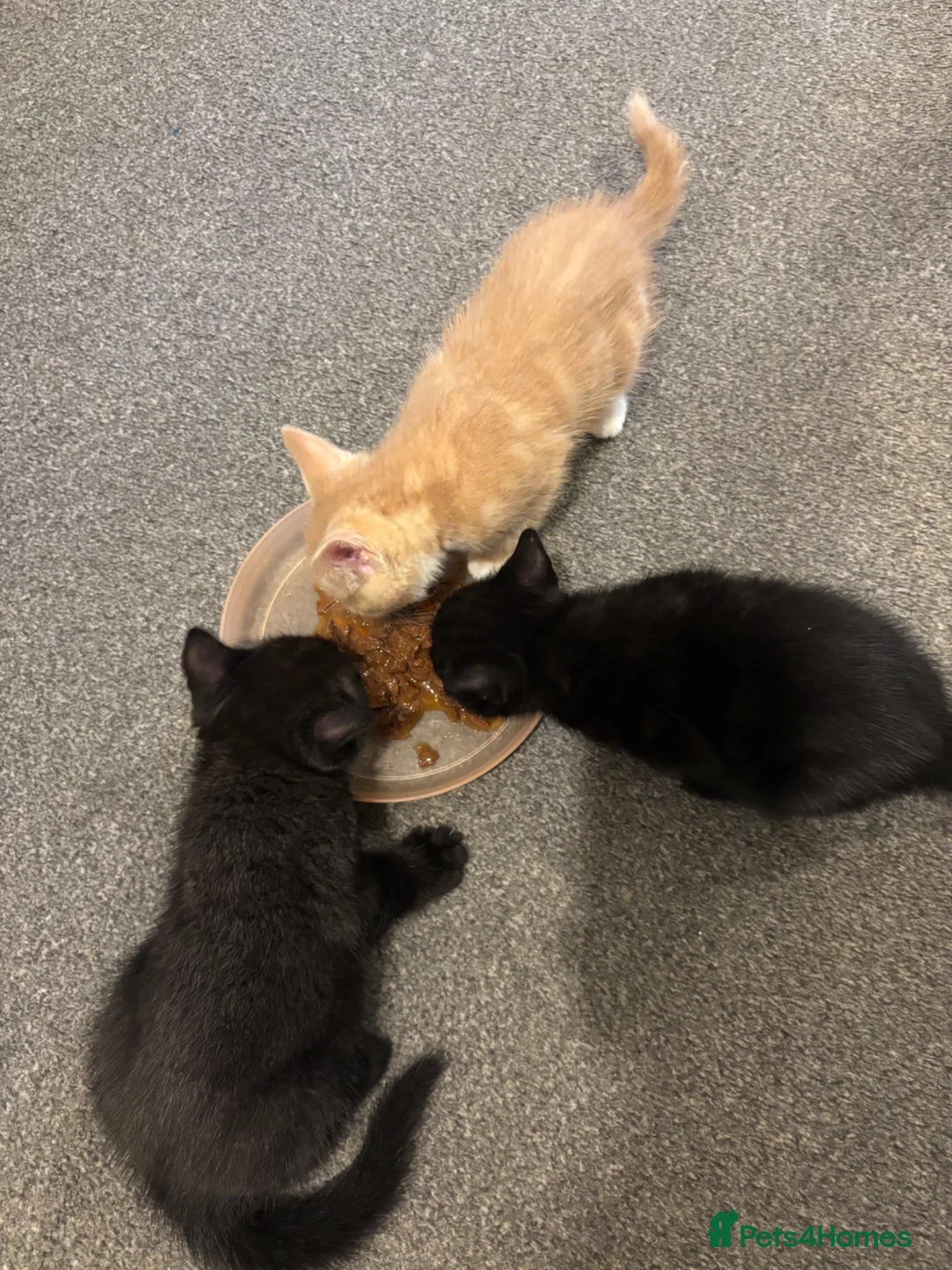 Mixed Breed cats for sale: 3 male kittens ready for their new homes!! - Advert 1