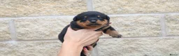 Rottweiler dogs for sale: Rottweiler Puppies  - Advert 8