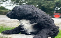 Bernedoodle dogs for sale: F1B STANDARD  BERNADOODLE LAST FEW - Image 22