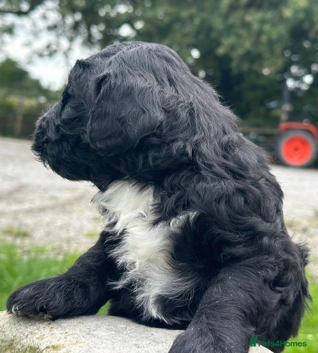 Bernedoodle dogs for sale: F1B STANDARD  BERNADOODLE LAST FEW - Image 22