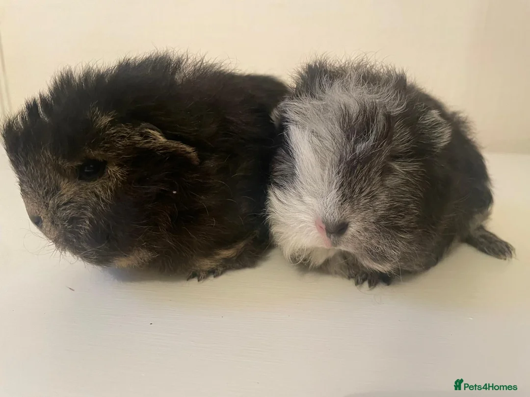 Guinea Pig rodents for sale: Swiss Guinea Pigs  - Advert 2