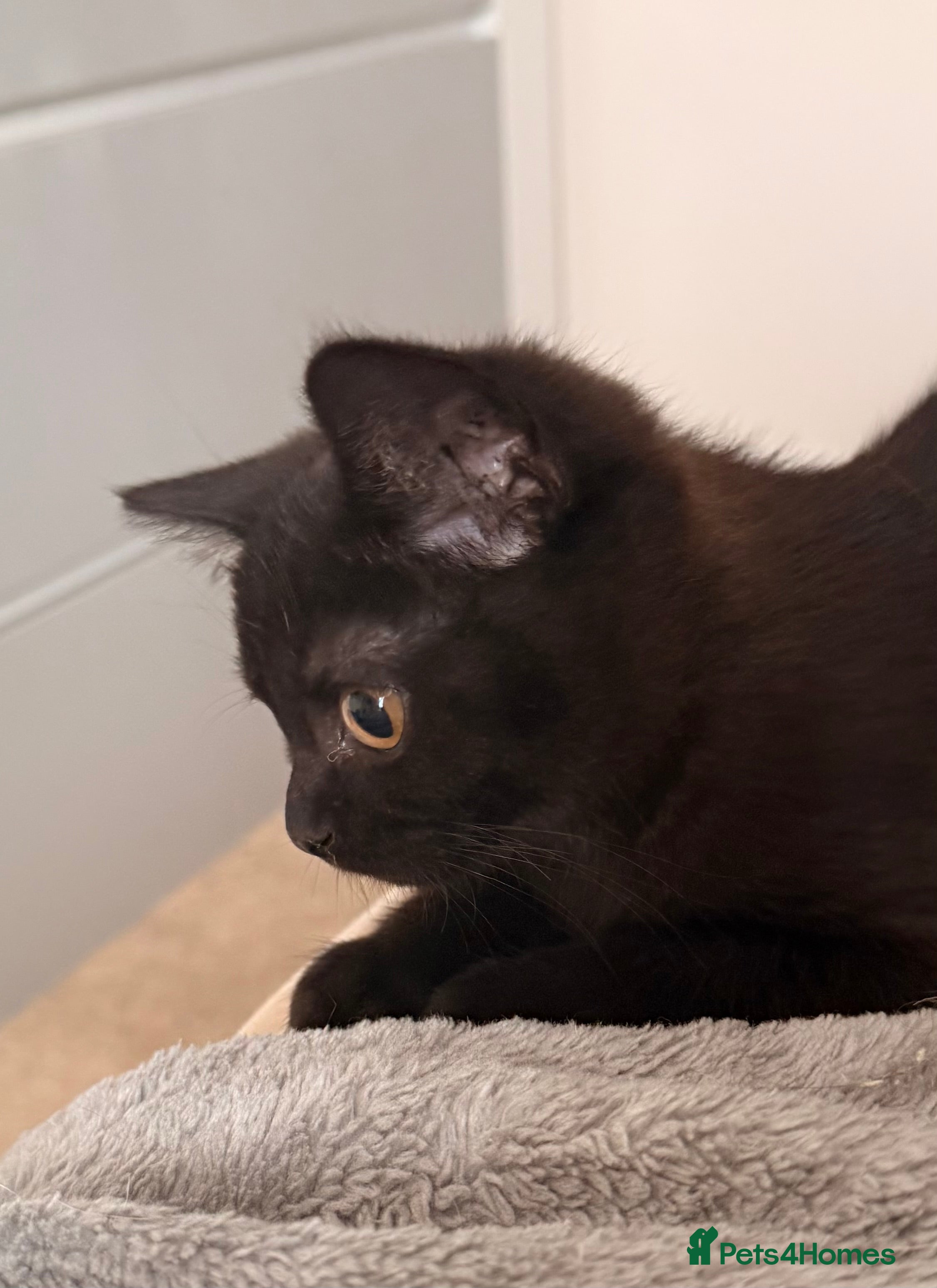 Scottish Fold cats Magical New Year’s Eve Kittens & Their Clever Dad - Advert 1