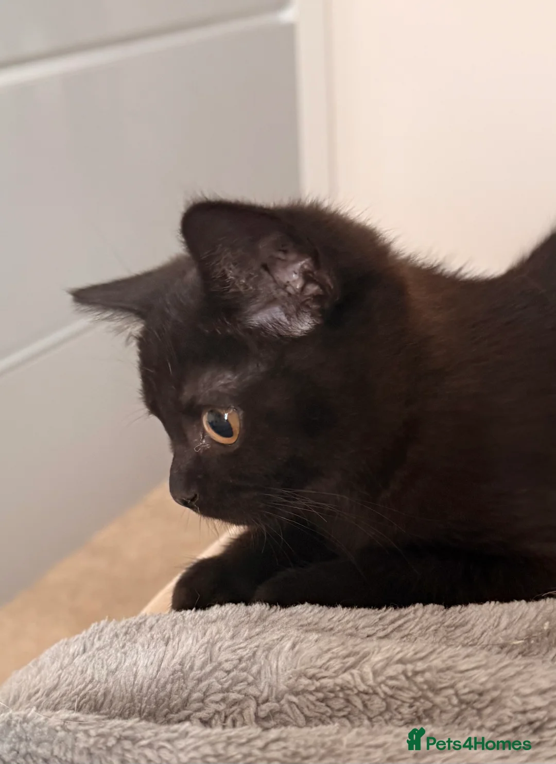 Scottish Fold cats for sale: Magical New Year’s Eve Kittens & Their Clever Dad in Scunthorpe - Advert 1