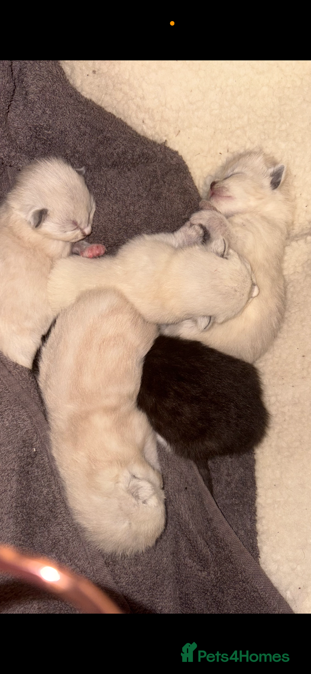 Ragdoll cats for sale: Ragdoll cross Siamese kittens  - Image 2
