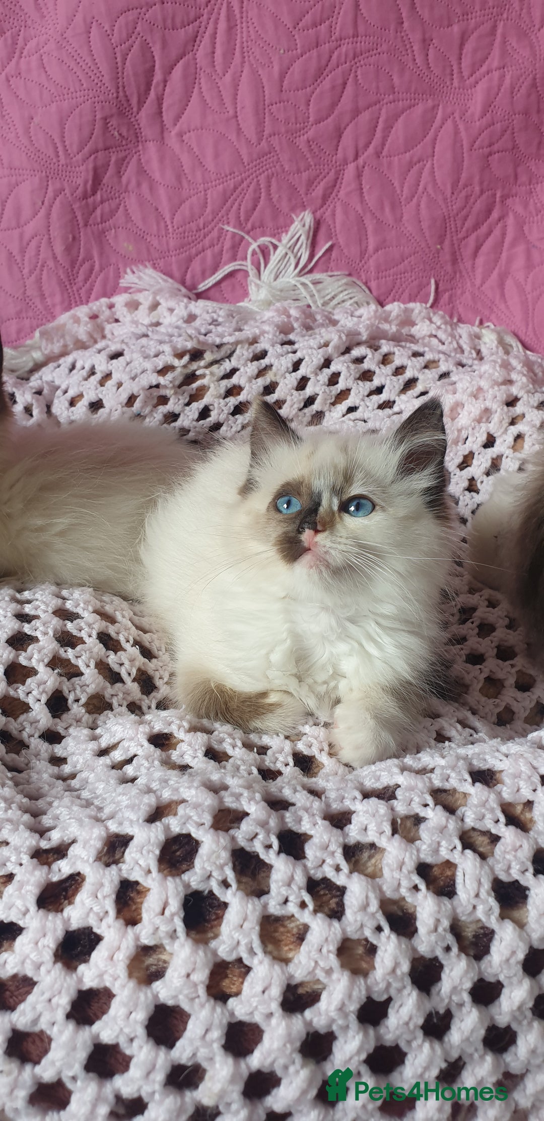 Ragdoll cats for sale: 💗Beautiful GCCF Registered Ragdoll Kittens. - Image 20