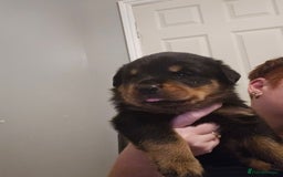 Rottweiler dogs for sale: Big chunky rottweiler pups - Image 2