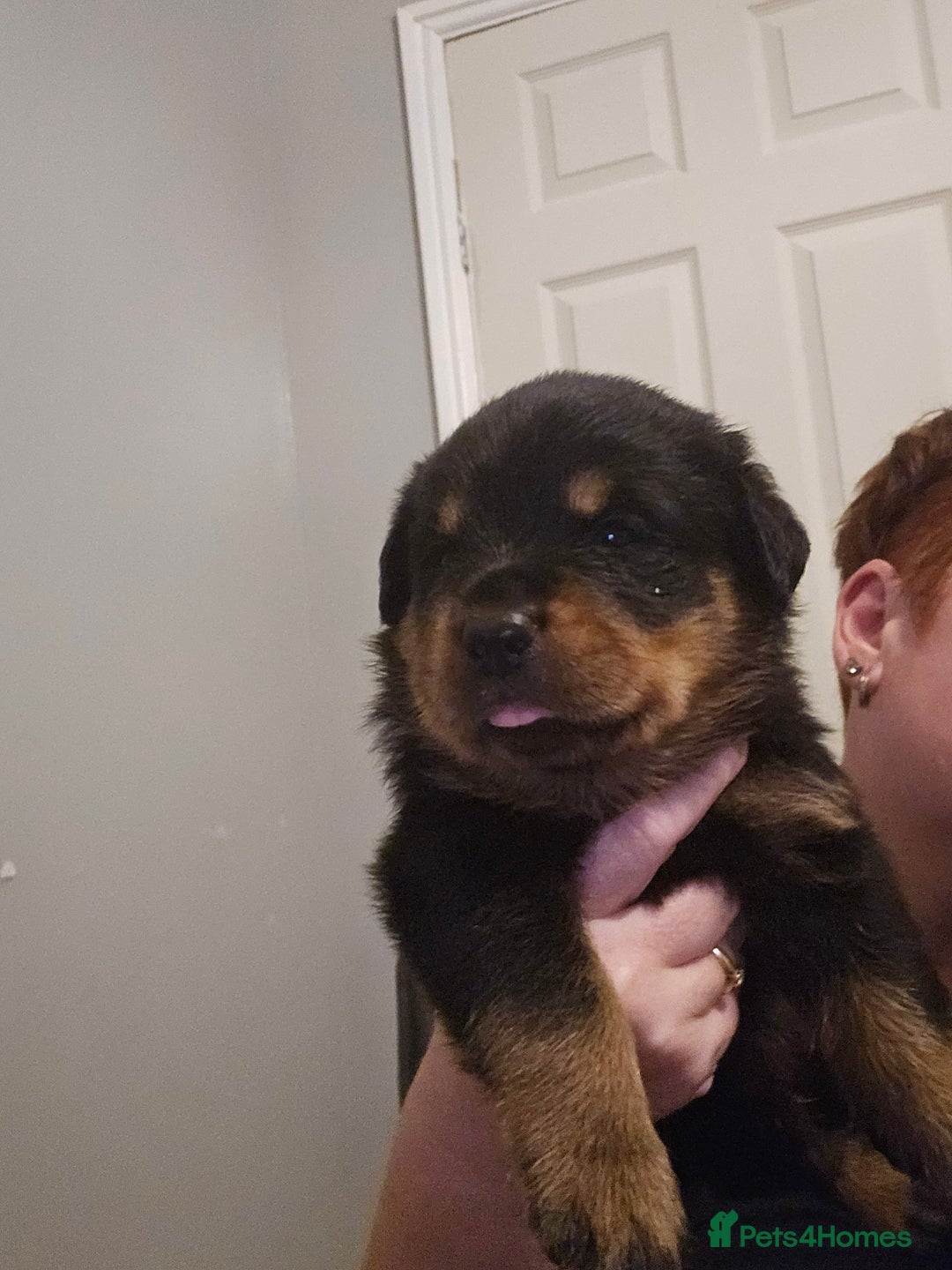 Rottweiler dogs for sale: Big chunky rottweiler pups - Image 2