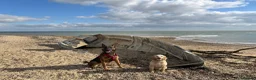 Mixed Breed dogs for sale: Security Dog for Sale  - Advert 26