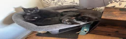 Mixed Breed cats for sale: One little boy remaining - Advert 4